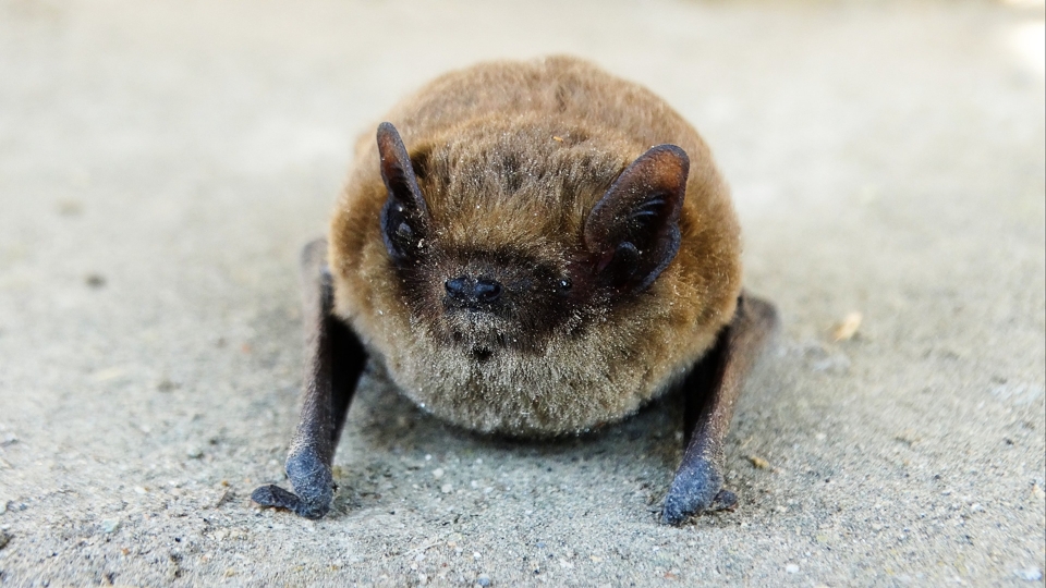 Zwergfledermaus