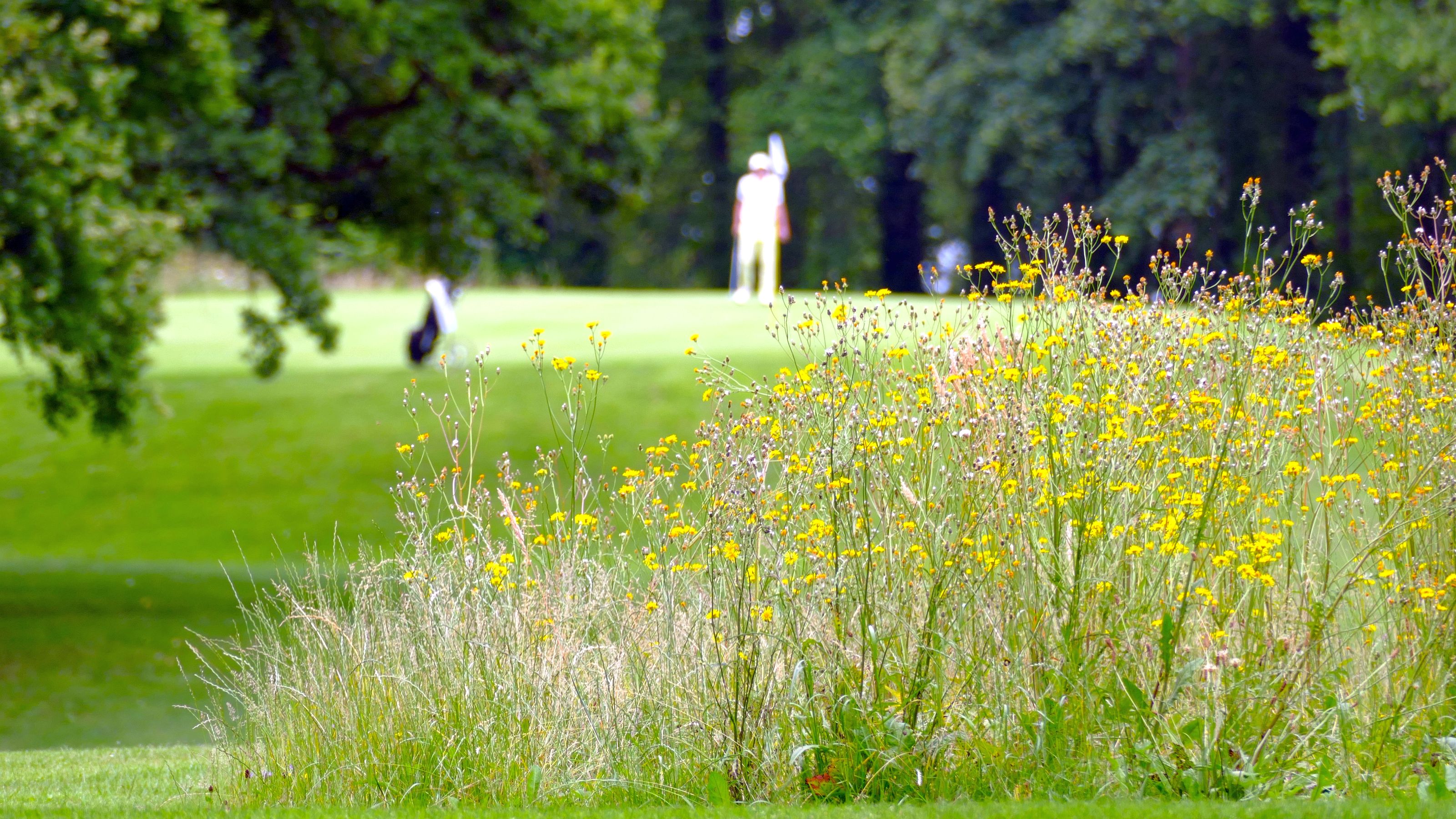 Golf und Natur bei der DM AK 30 im GC Feldafing © DGV/Kirmaier