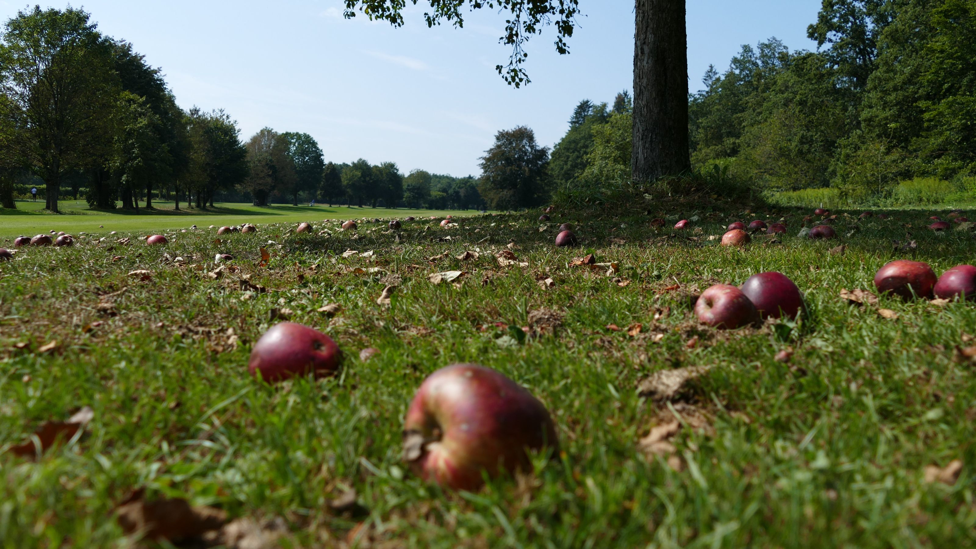 Golf&Natur im GC Altötting-Burghausen. © DGV/Kirmaier