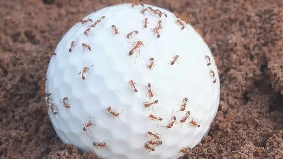 Ameisen auf dem Golfplatz