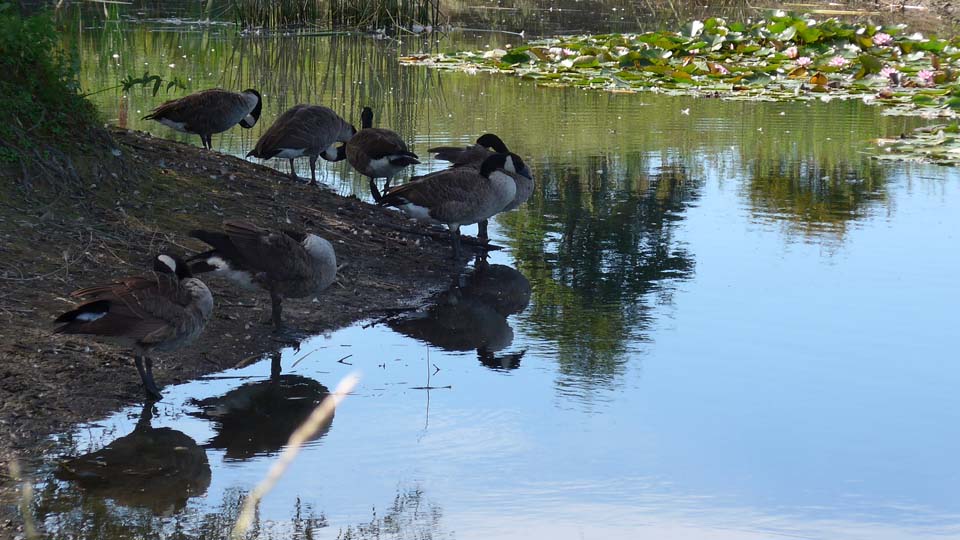 Bei heißen Temperaturen am Nachmittag des zweiten Tages im GC Brückhausen waren schattige Plätze sehr beliebt. (Foto: DGV/Kretzschmar)