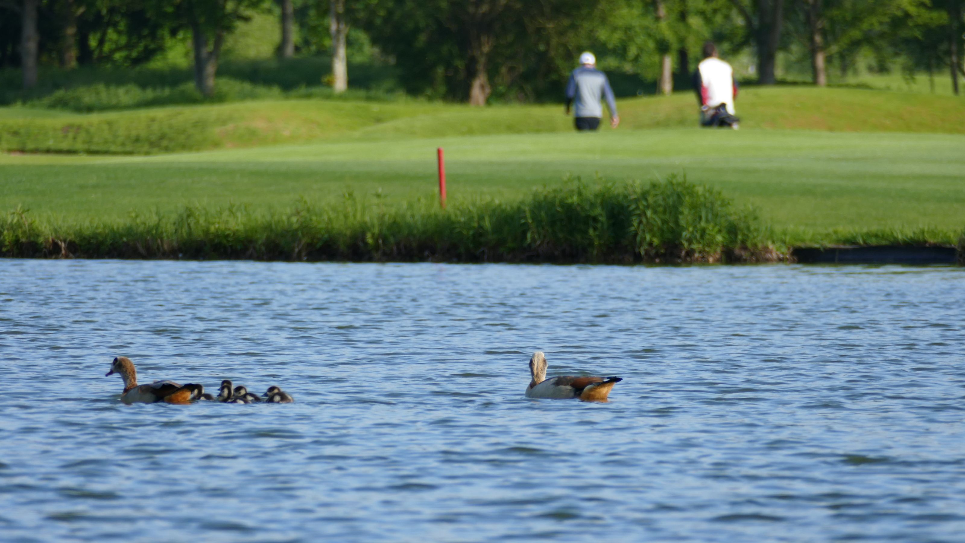 Auf Golfplätzen fühlen sich zahlreiche Tierarten wohl und finden ihren Lebensraum. © DGV/Kirmaier